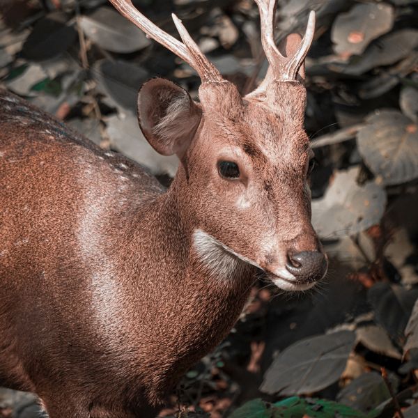 Jagdbogen kaufen